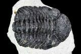Bargain, Pedinopariops Trilobite - Mrakib, Morocco #110681-2